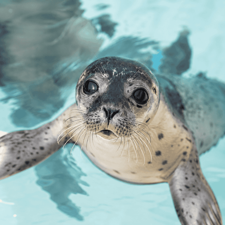 Jonge zeehond zwemt en kijkt nieuwsgierig in de camera